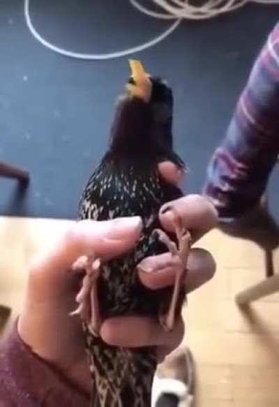 LEAKED PROTOTYPE