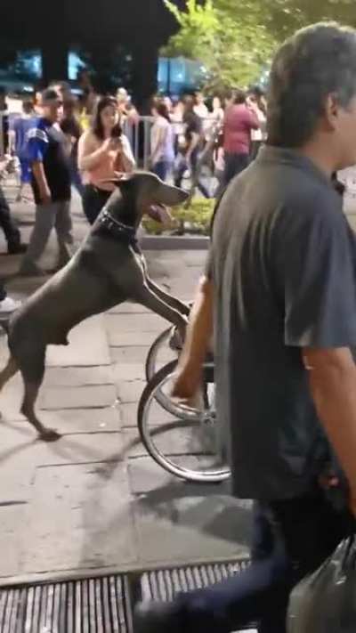Woof_irl