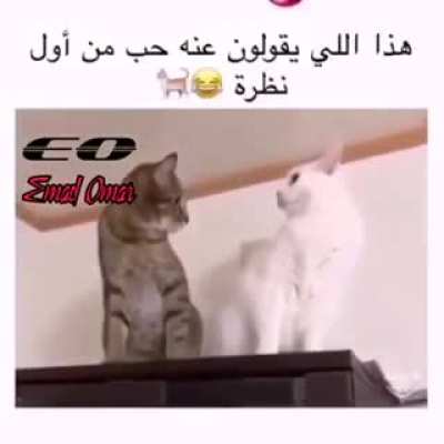 الحب من اول نظره عند القطه 😂😂😂