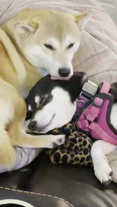 They love each other&hellip;. sometimes😂