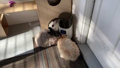 My bunnies can tell time! 🕓 They camp out at the auto feeder right before 4pm. Wait for it....