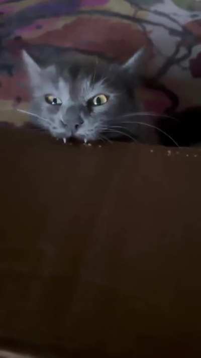 Catlero staplero