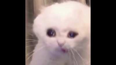 🔦soul🌀black☝️like😼coal😎fur😳white🏃&zwj;♀️like🐌 clouds 🤥