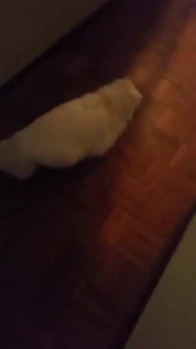 Sneaking up on a deaf cat