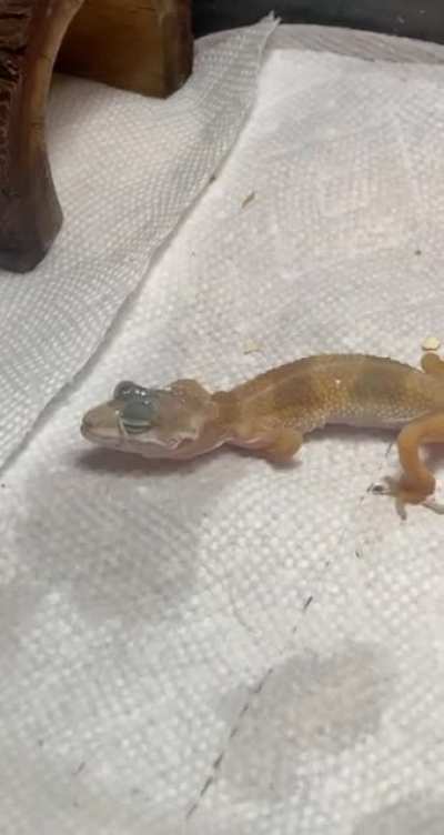 help!! Rescue leopard gecko!! What can I do!?! WILL TAKE TO VET ON MONDAY.