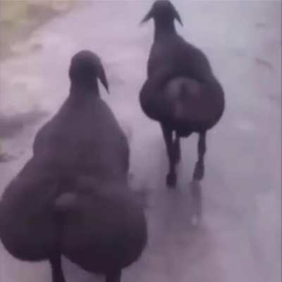 kim lillia and hyuncarim walking to baron after 2v5&rsquo;ing the enemy team
