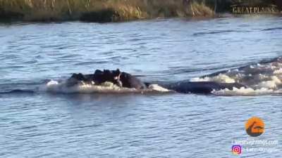 Hippo was like "y'all out of bounds mfers!"