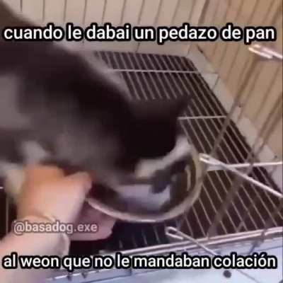 No faltaba el weon que se met&iacute;a a tu mochila