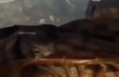 Cowabunga