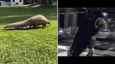General Grievous, you are more Pangolin than i expected
