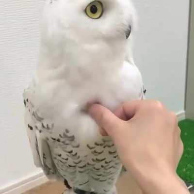 Insanely cute!