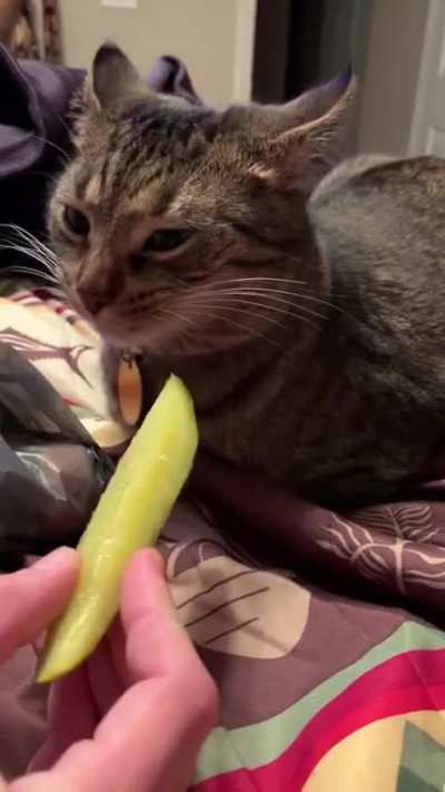 ntbdbiwdf my baby Frye who doesn&rsquo;t really like pickles all too well
