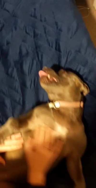Blue staffy, 2 years old, can't handle this 🔊🔊🔊