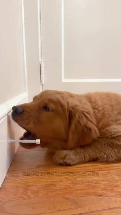 Puppy VS "The Boingy Thing"