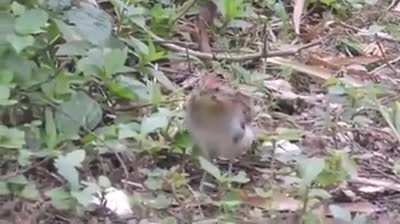 Robot Bird.....