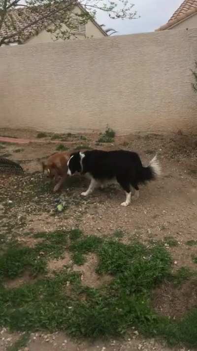 My mean dog
