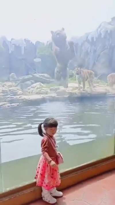 This terrifying leap from a Tiger...