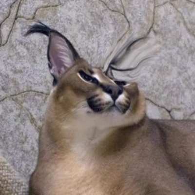 floppa SCREAJ