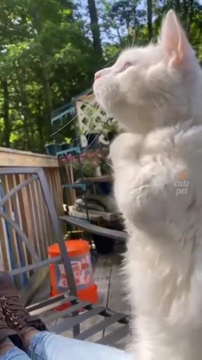 little kitties are soo funny...