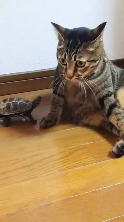 Dominance asserting wunk 