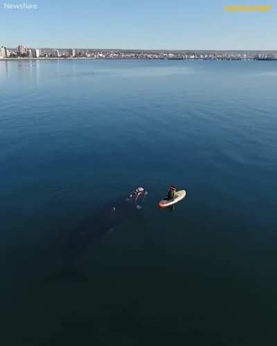 puppies of the sea