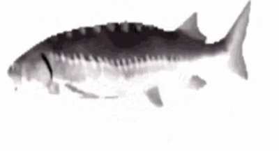 Y'all mind watching my spinning fish I'II be back