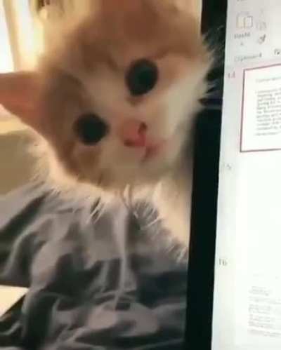To eat the laptop