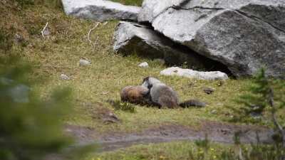 Two playful marmots in Kootenays/Canada