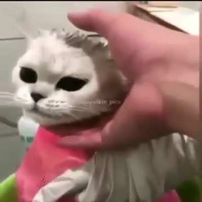 to meow