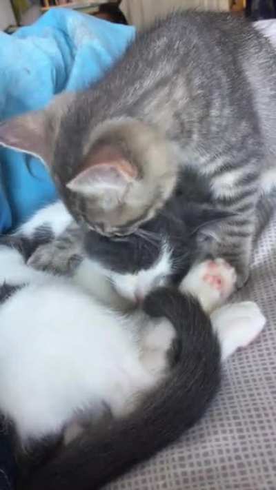 If these two aren&rsquo;t adopted together, I&rsquo;ll be so sad!