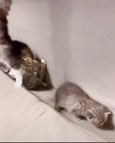 To hide
