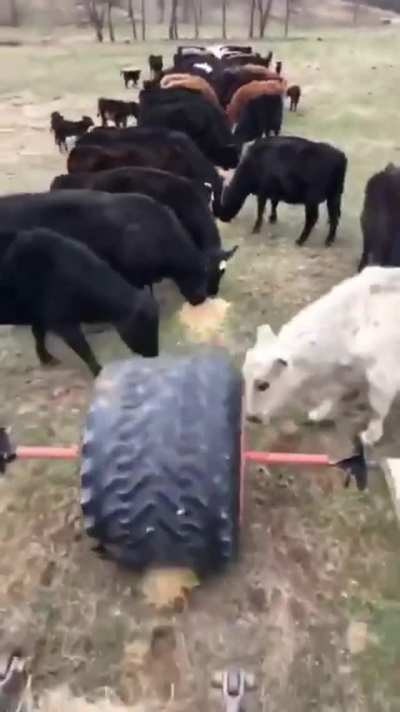 Cattle feeding hack: "Meal Wheel"