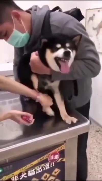 Chill spa for dogs.