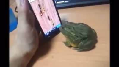 impressive, more than the frog Rene