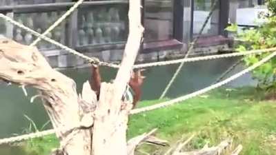 Otters trying to steal an orangutan&rsquo;s blankets at Pairi Daiza, Brugelette, Belgium 🦦🦧
