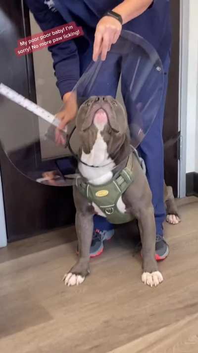 Pupper isn&rsquo;t sure what to think of his cone