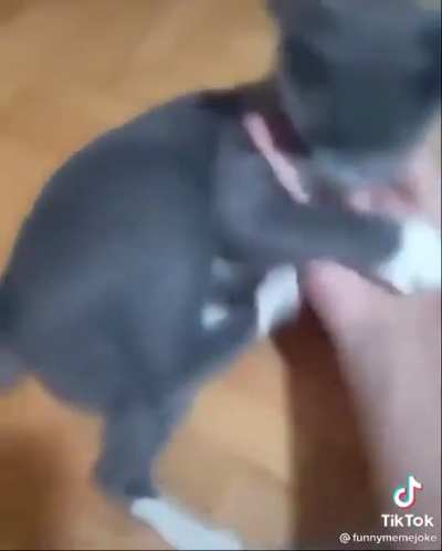 Kung fu