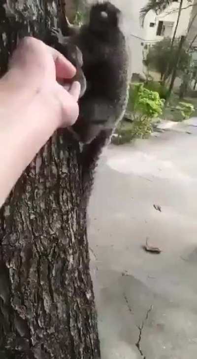 Fofo