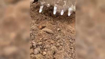 Something in the dirt&hellip;