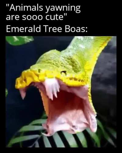 Thanks, I hate yawning Emerald Tree Boas