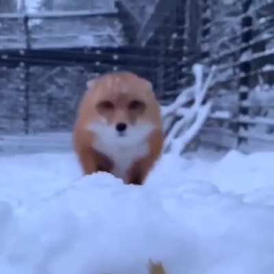 🔥 Fox close up