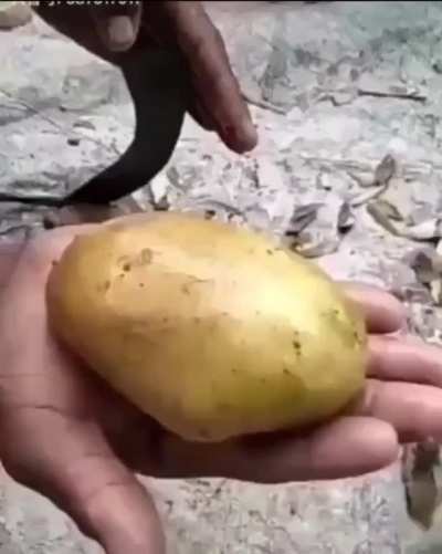 slicing potatoes