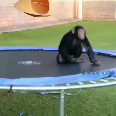Funny monke 👍🏻