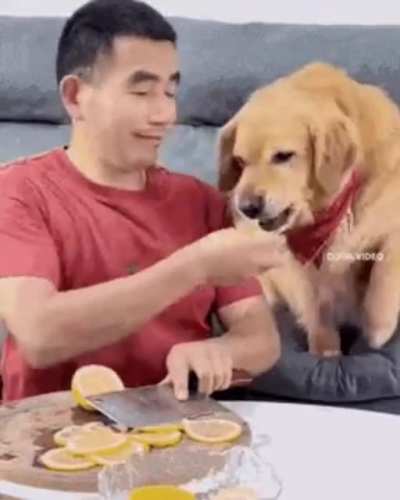 Doggo
