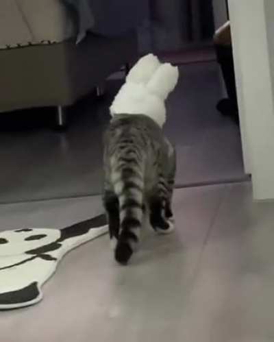 Cat with attitude
