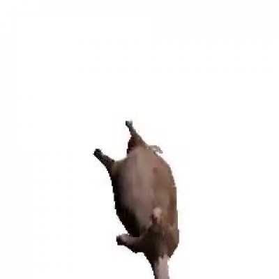 Spinning rat