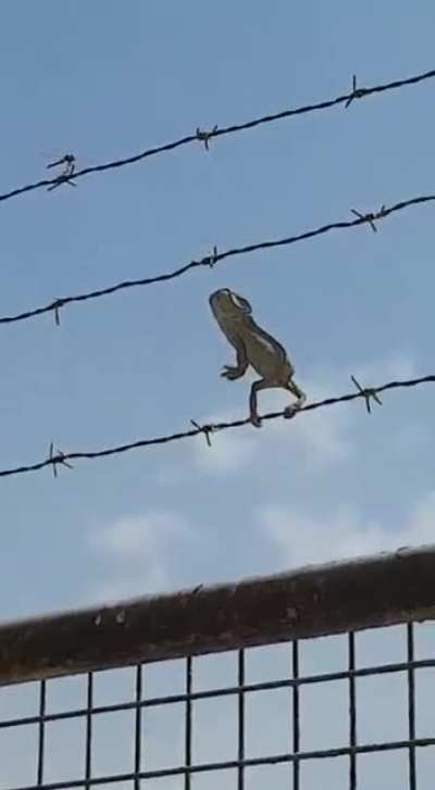 Stealth Lizard