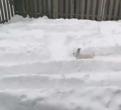 They love their snow maze