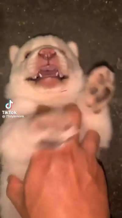 do dogs count too?