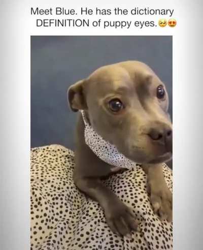 Dog Day Monday - Blue